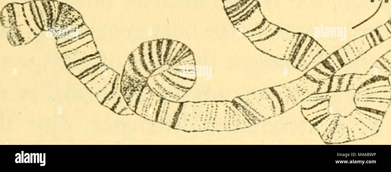 . Gli elementi di genetica Foto Stock