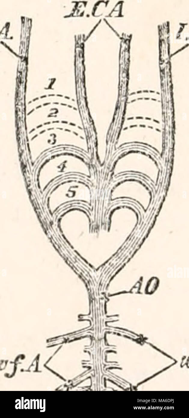 . Gli elementi di embriologia Foto Stock