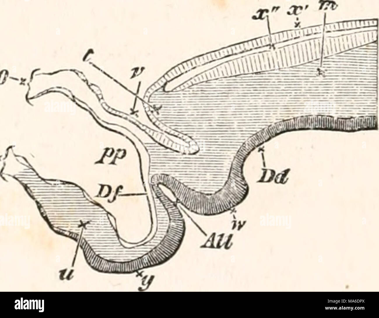 . Gli elementi di embriologia Foto Stock