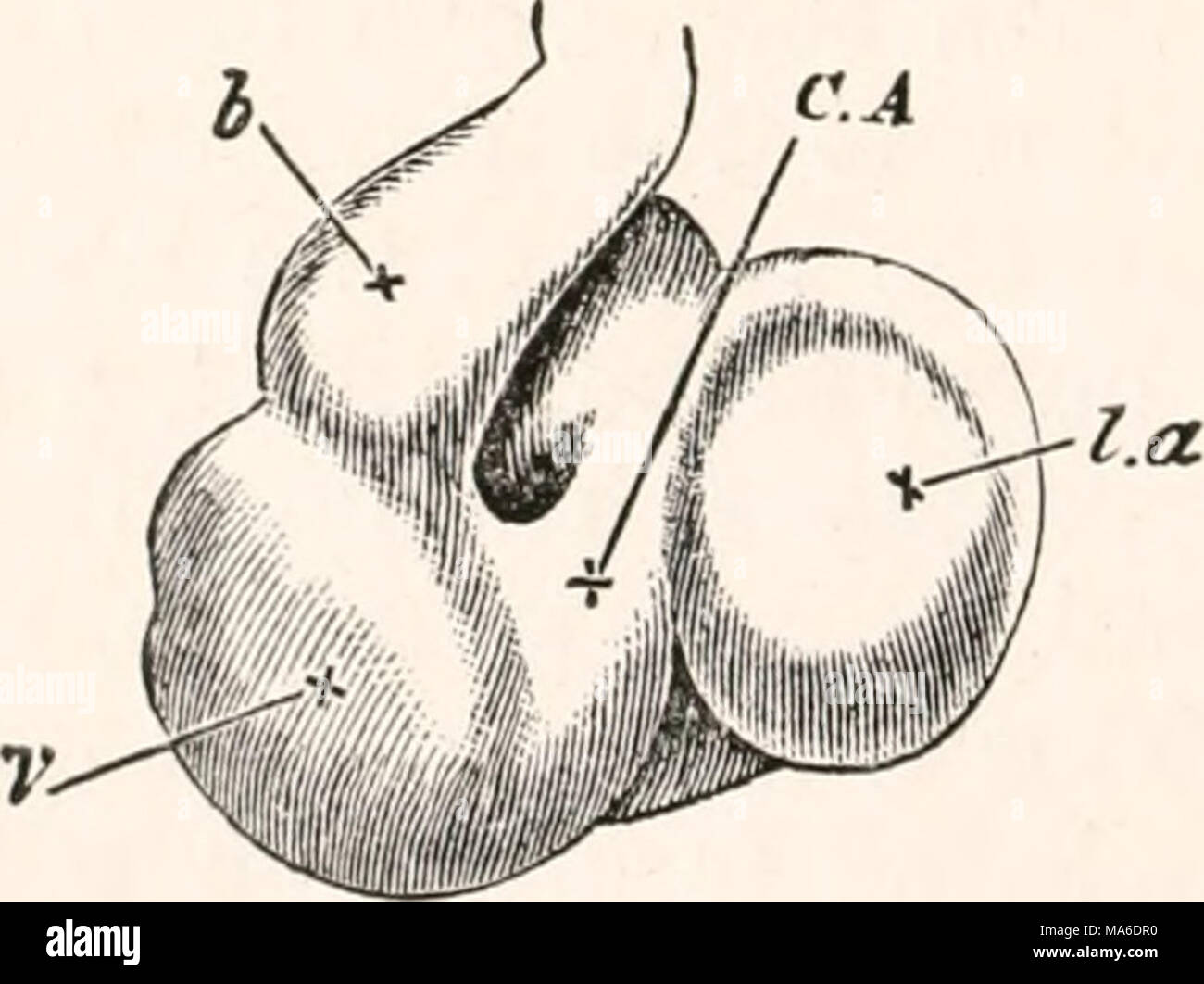 . Gli elementi di embriologia Foto Stock