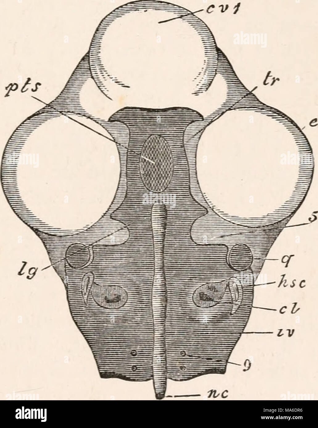 . Gli elementi di embriologia Foto Stock