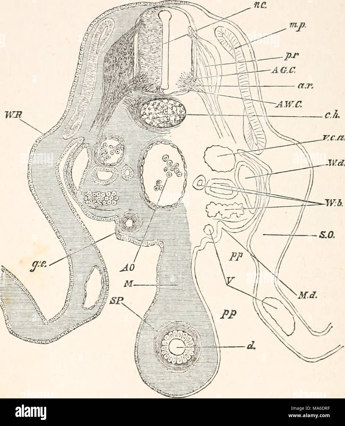 . Gli elementi di embriologia Foto Stock