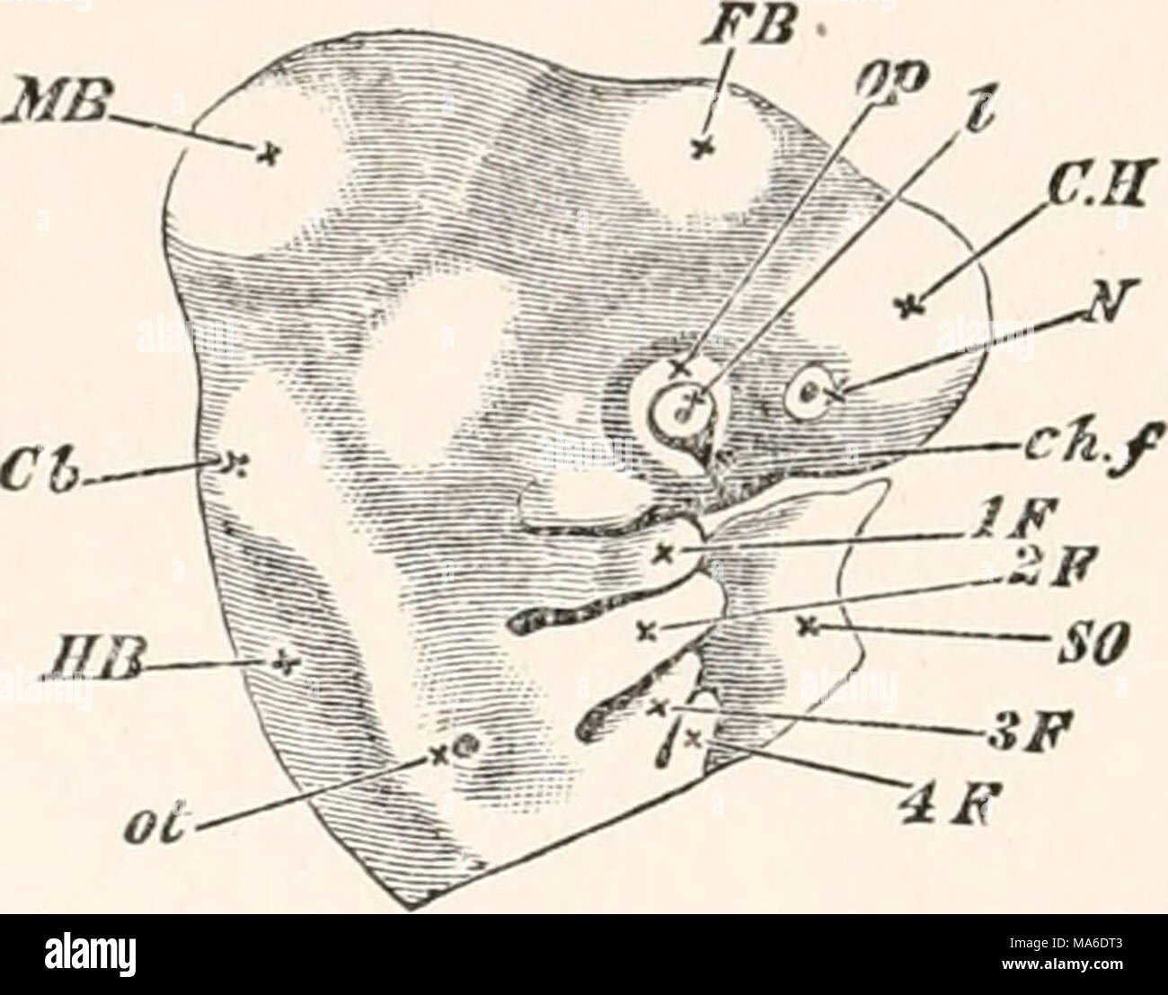 . Gli elementi di embriologia Foto Stock