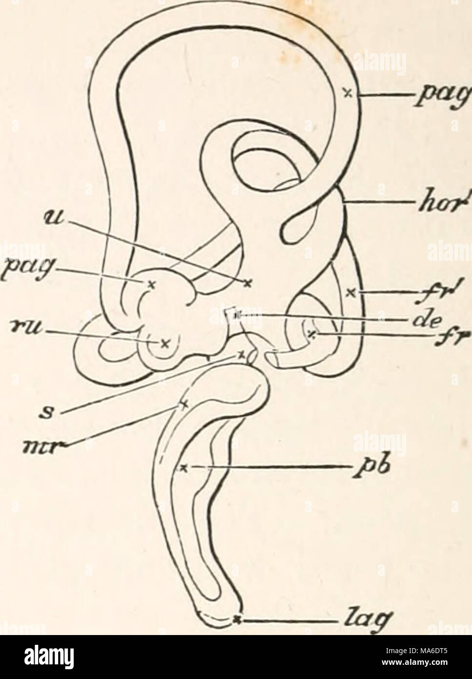 . Gli elementi di embriologia Foto Stock