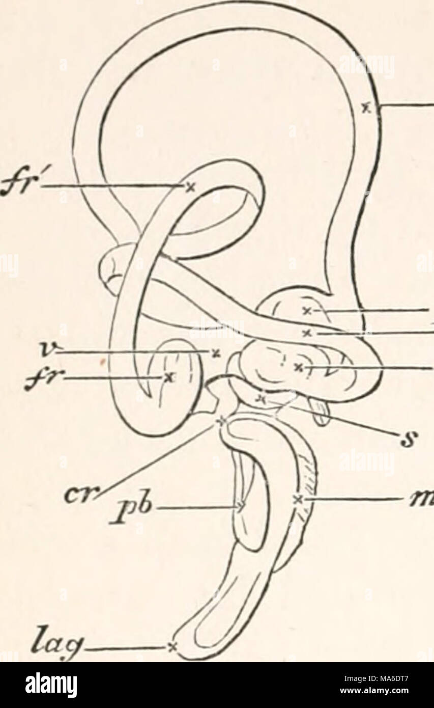 . Gli elementi di embriologia Foto Stock