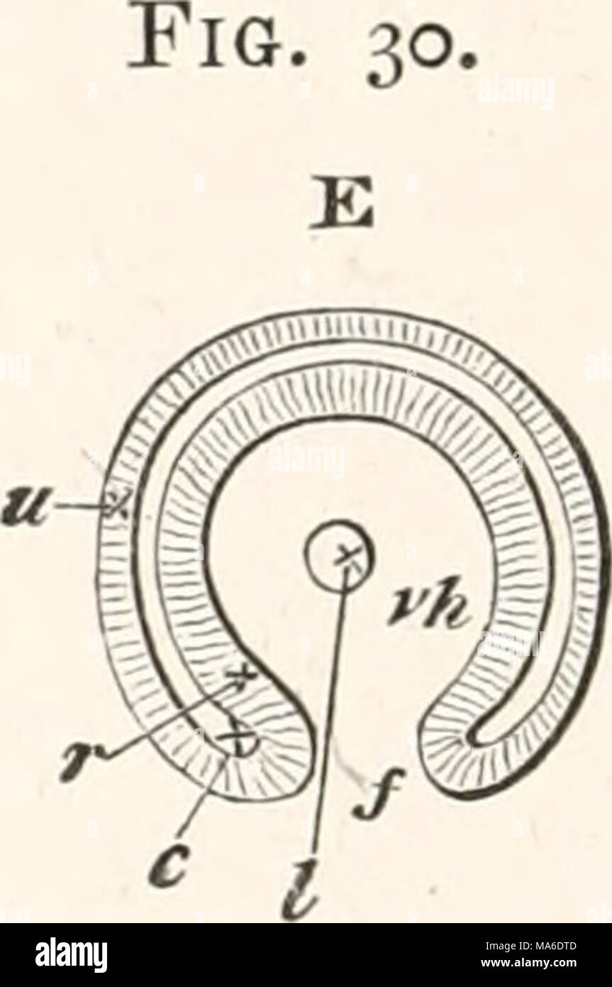 . Gli elementi di embriologia Foto Stock