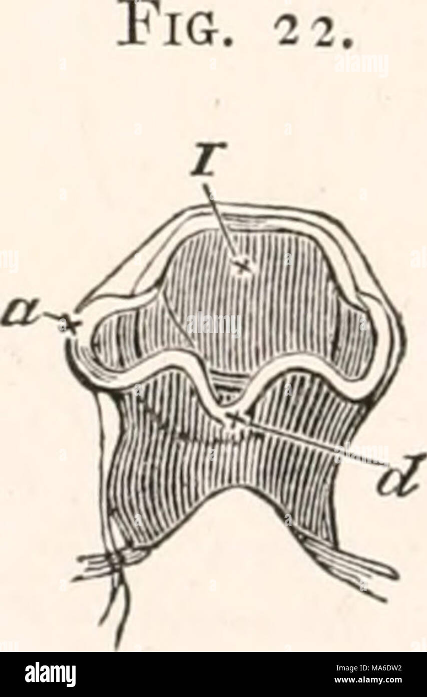 . Gli elementi di embriologia Foto Stock