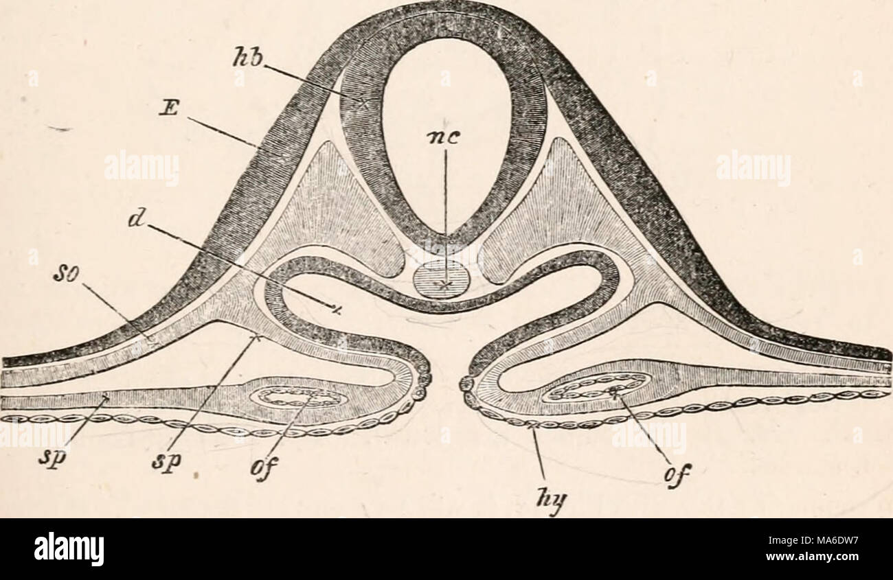 . Gli elementi di embriologia Foto Stock
