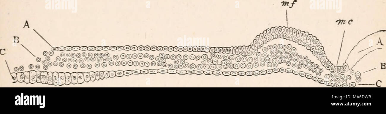 . Gli elementi di embriologia Foto Stock