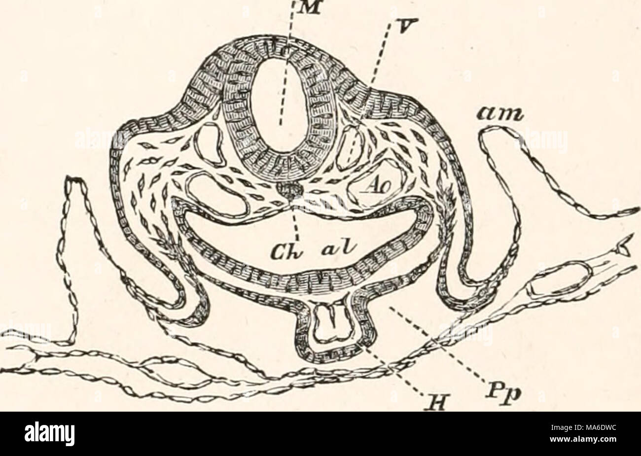 . Gli elementi di embriologia Foto Stock