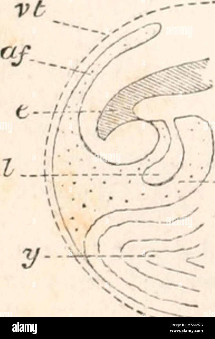 . Gli elementi di embriologia Foto Stock