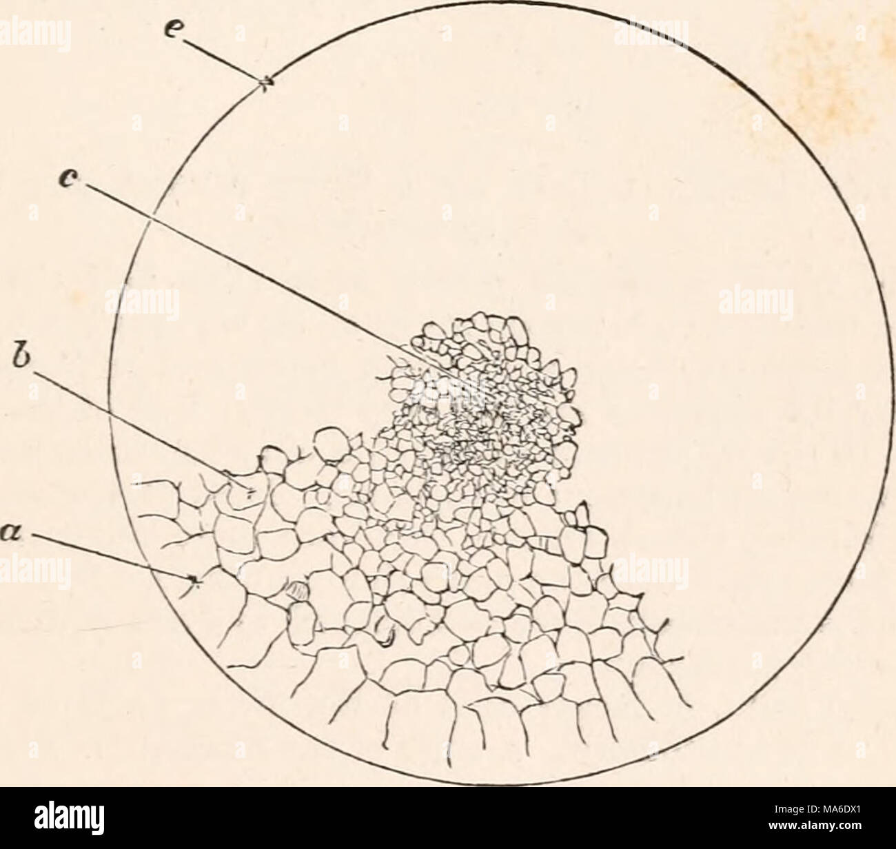 . Gli elementi di embriologia Foto Stock
