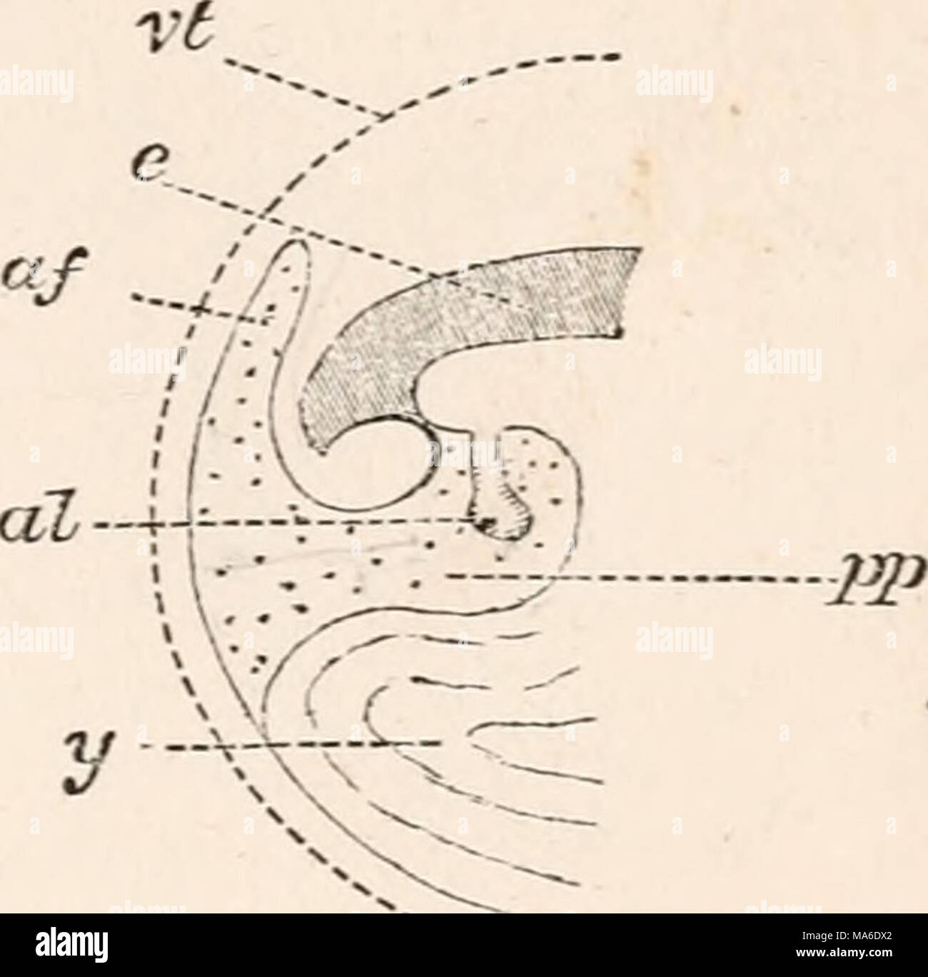 . Gli elementi di embriologia Foto Stock