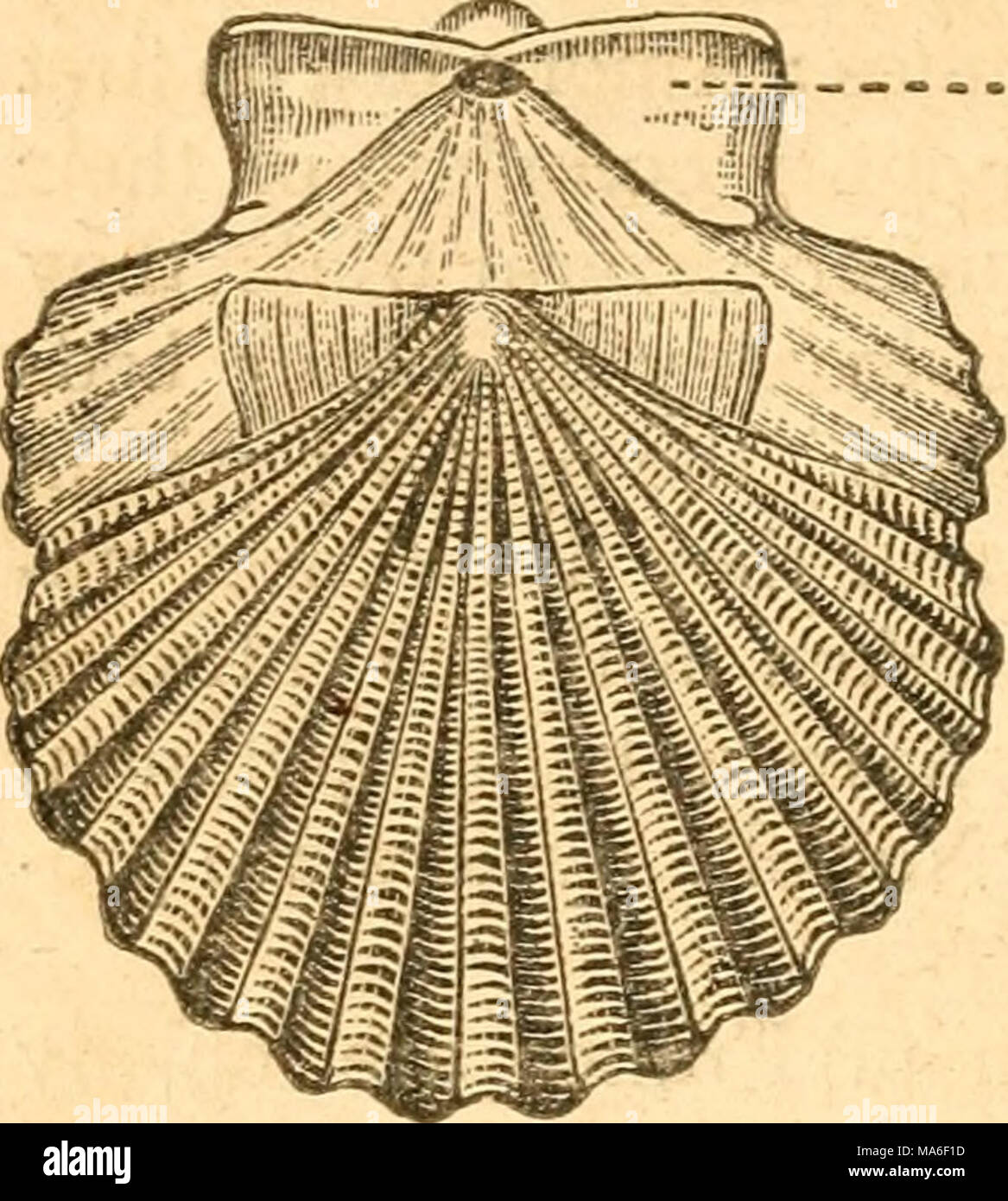 . Elementi di conchology / preparati ad uso di scuole e università Foto Stock