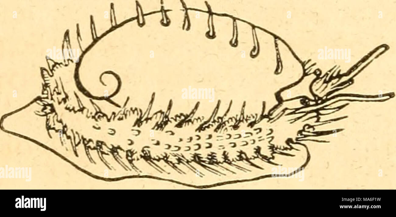 . Elementi di conchology / preparati ad uso di scuole e università Foto Stock