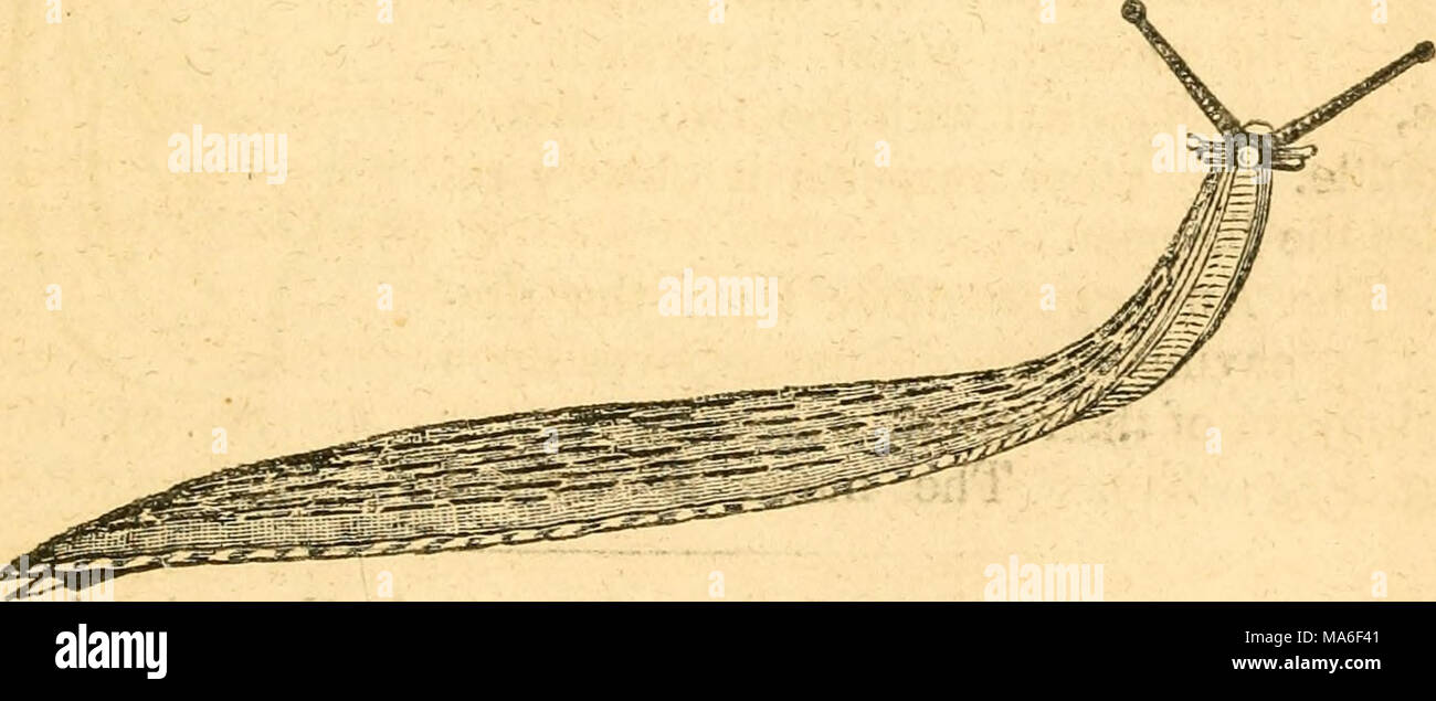 . Elementi di conchology / preparati ad uso di scuole e università Foto Stock