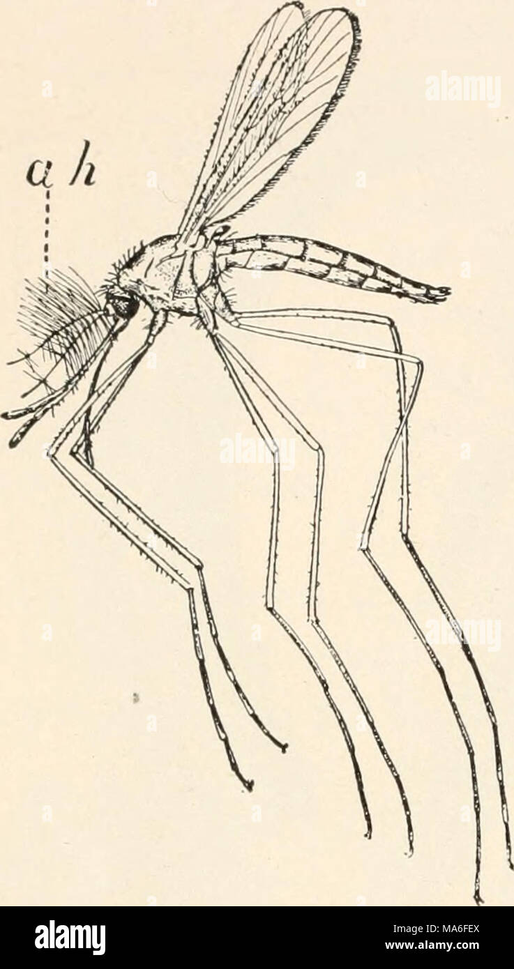 . Entomologia elementare . Fig. 53. Zanzara femmina che mostra i peli uditiva (ah] su antenne. (Dopo la Giordania e Kellogg) Foto Stock