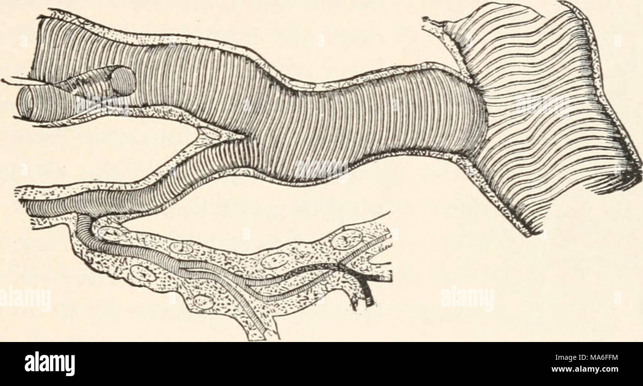 . Entomologia elementare . FIG. 38. Porzione di trachea di un caterpillar, con i suoi rami (dopo la cellula di Leydig, da Gegenbauer) in tutto il corpo, bagni tutti gli organi. La pulsazione del cuore e il flusso del sangue può essere osservato in molti sottile- scuoiati larve e ninfe. Il sangue è costituito da un fluido acquoso, - - il plasma o siero, - e i globuli bianchi o leucociti. Sono generalmente incolori, è spesso giallastro o verdastro. Il sangue non ha quasi nulla a che fare con l'aerazione dei tessuti, che essendo effettuata mediante il sistema respiratorio, come descritto di seguito7, la sua principale funzione è quella di Foto Stock