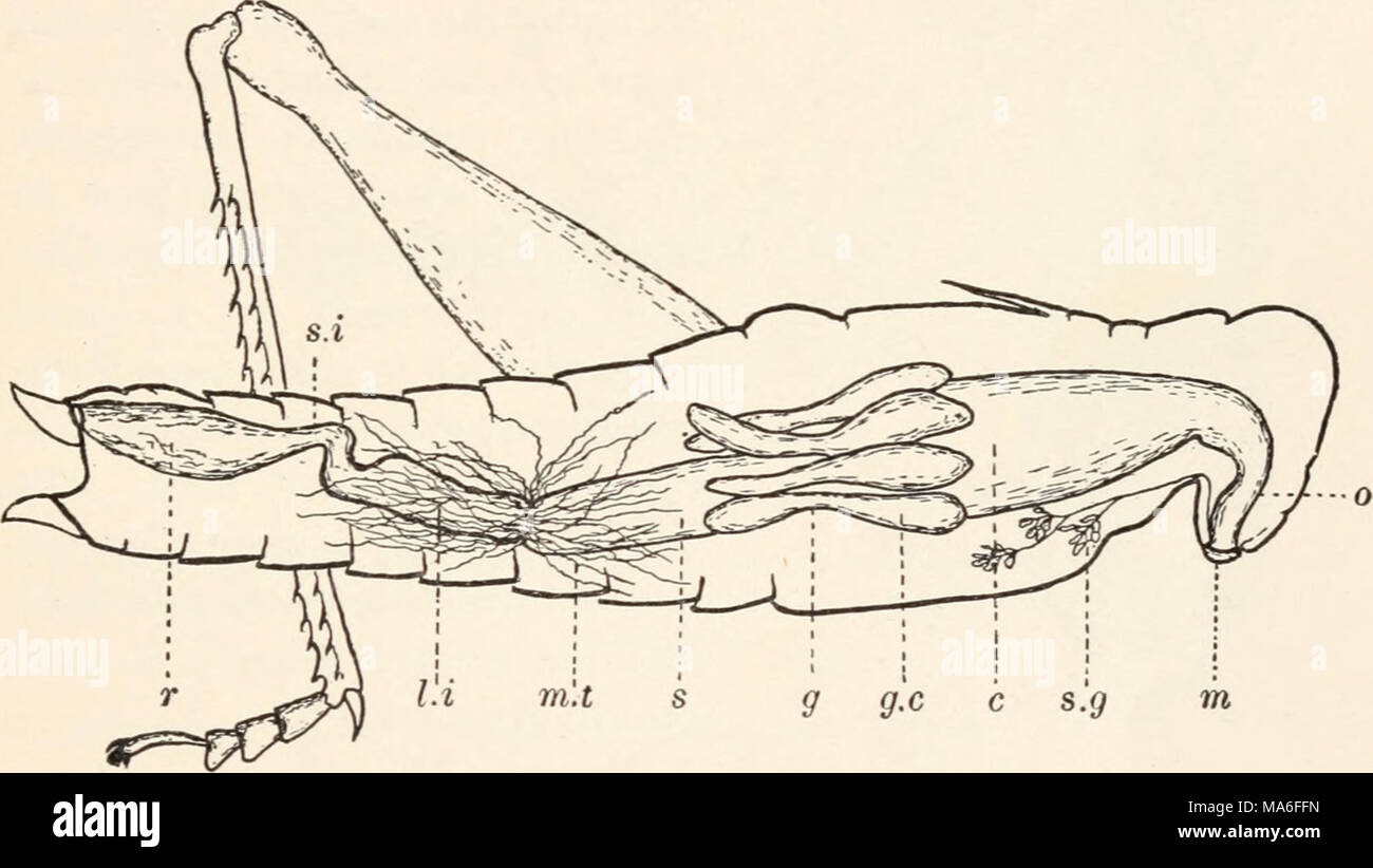 . Entomologia elementare . m FIG. 33. Digestivo e sistema di escrezione di grasshopper r, raccolto; g, ventriglio o proventriculus nascosto da caeca; g.c, caeca gastrico; /*.', grandi intes- tine ; m, bocca ; tti.t, tubi Malpighian ; 0, esofago ; r, retto ; s, stomaco ; s.g, ghiandole salivari ; s.i, piccolo intestino bocca), giacente all'interno della testa e in cui essa è sollecitata dalla saliva. In aspirazione insetti faringe agisce come un organo di pompaggio, come già descritto. La saliva viene secreto dalle ghiandole salivari, che giacciono lungo l'esofago nel torace, i cui condotti sono aperti in corrispondenza della base del timone Foto Stock
