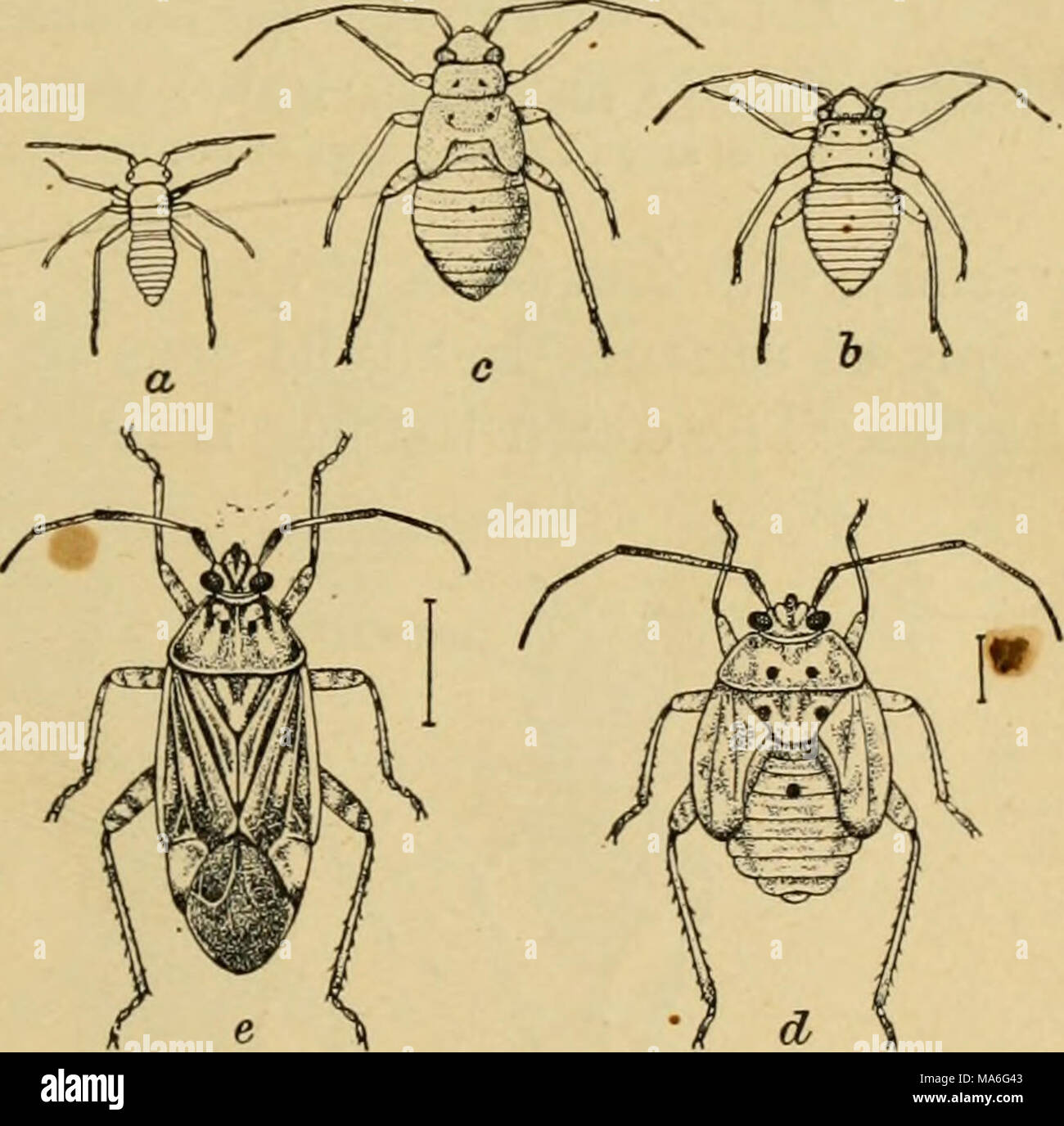 . Entomologia elementare . (Circa quattro volte la Fig. 157. Opacizzato pianta-bug. dimensione naturale) (7, b, c, d quattro stadi di ninfe; c, adulti abbraccio. Forbes e Chittenden) (dopo Foto Stock