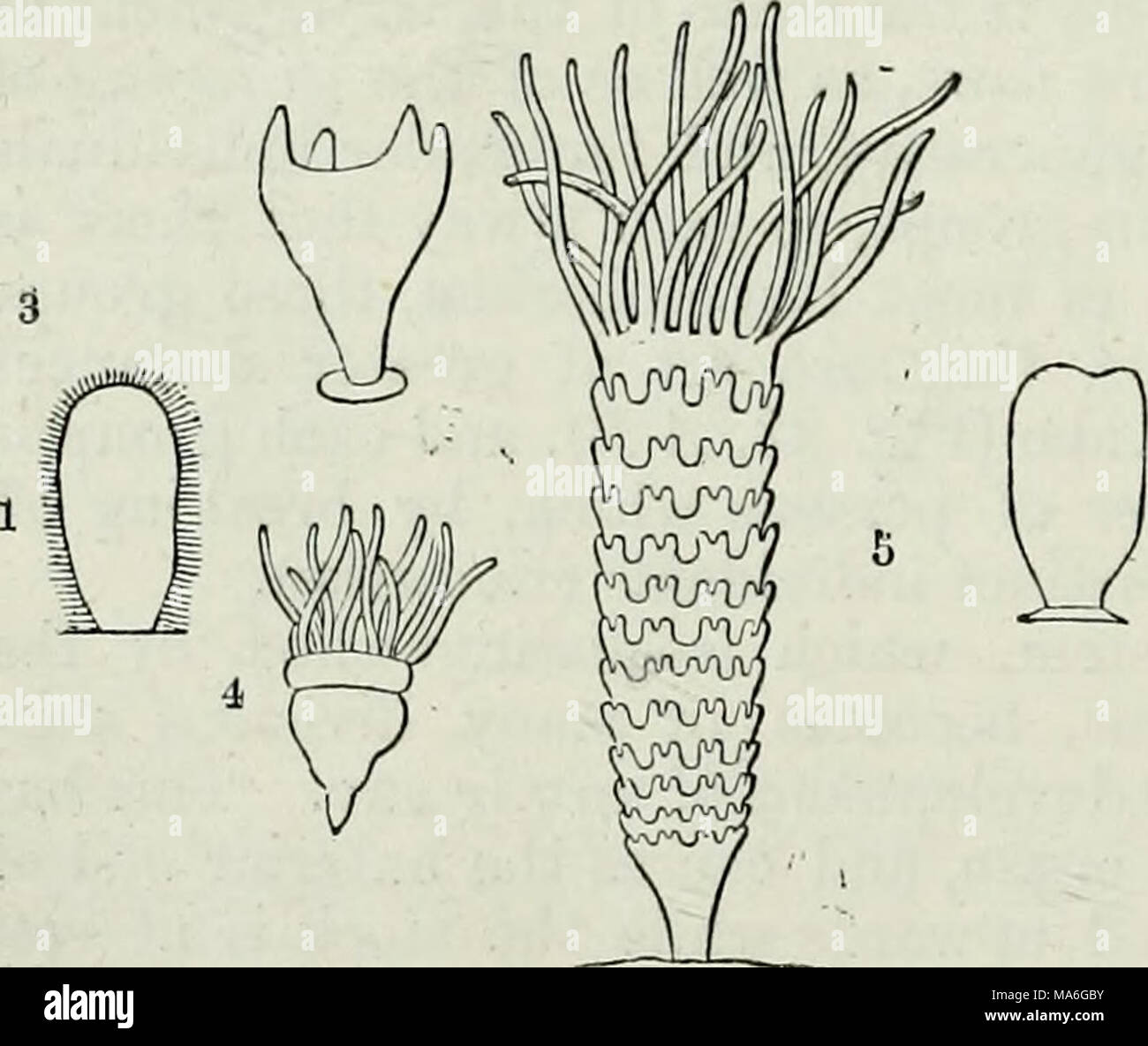 . Elementi di anatomia comparata Foto Stock