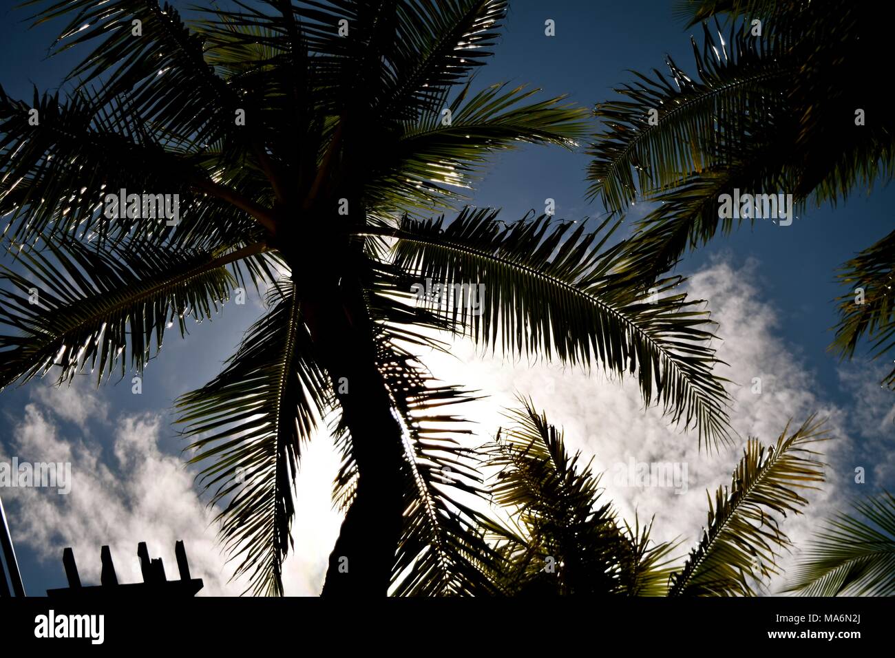 Vacanza nei tropici. Foto Stock