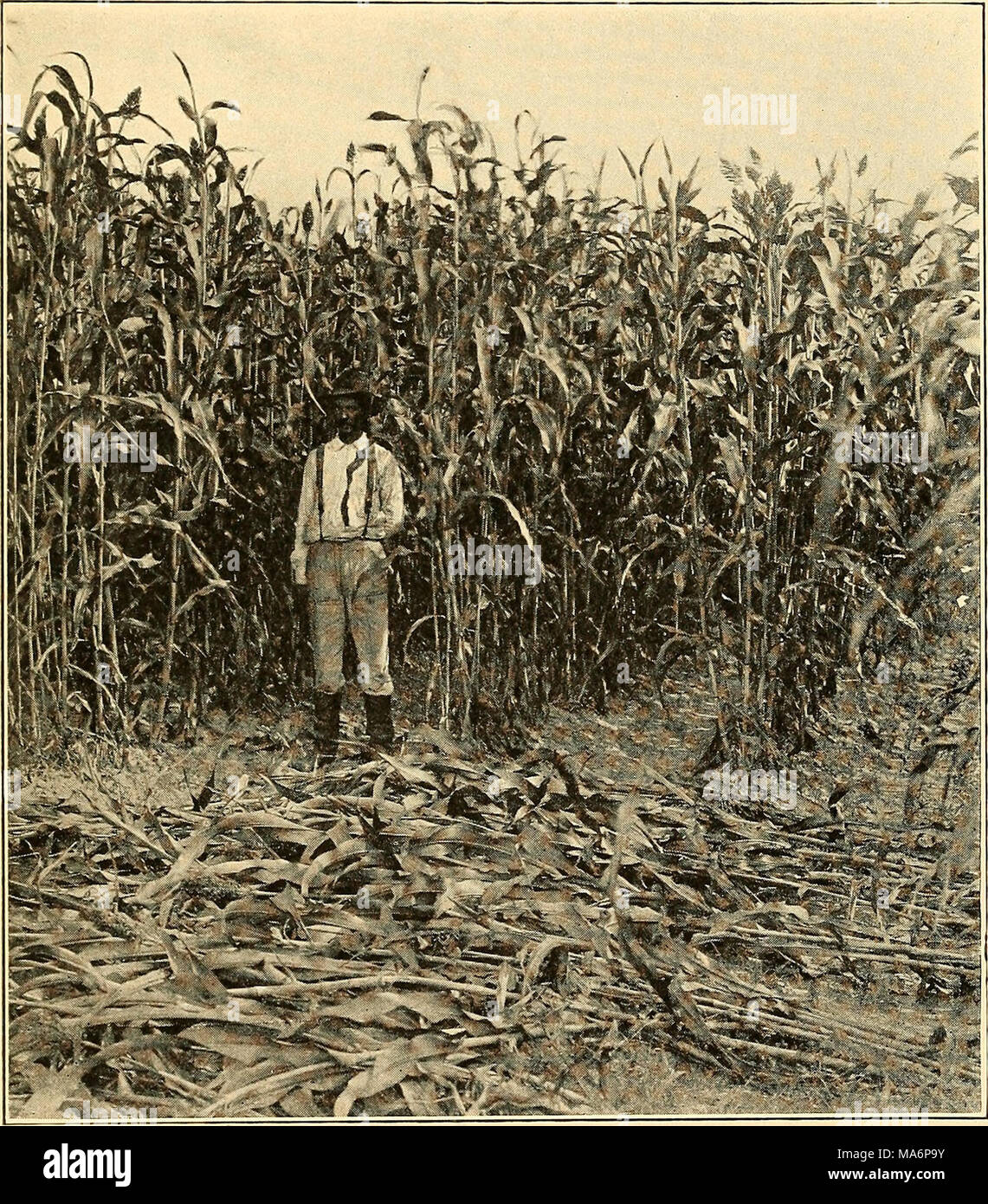 . Elementary Treatise on stock alimenta e alimentazione Foto Stock