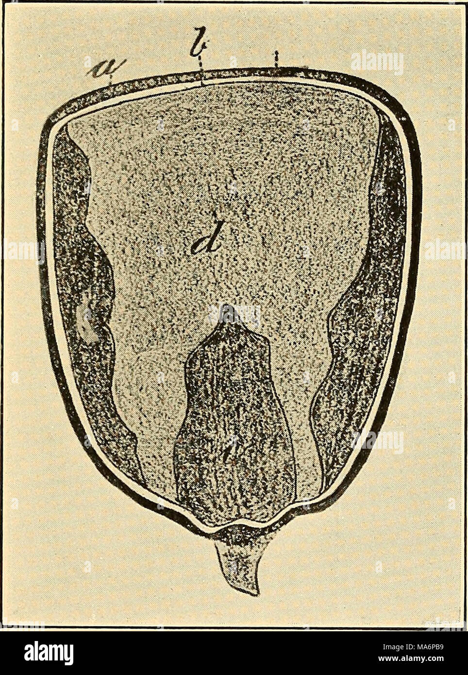 . Elementary Treatise on stock alimenta e alimentazione Foto Stock