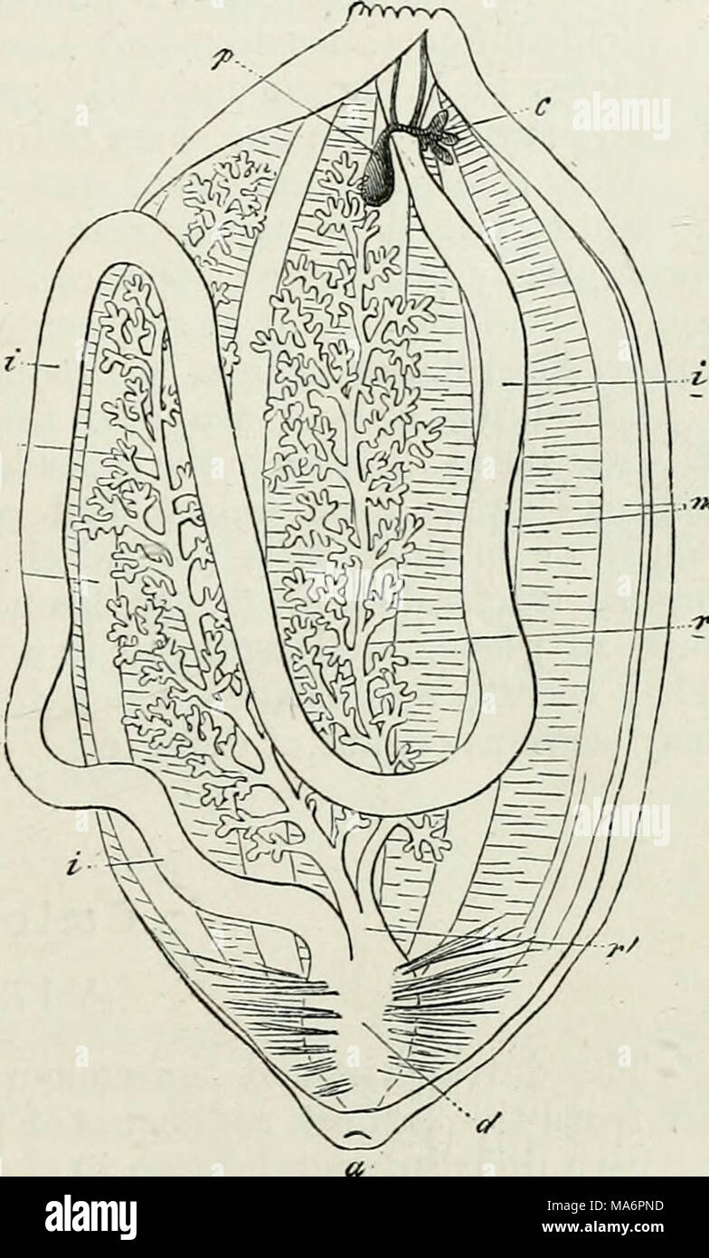 . Elementi di anatomia comparata Foto Stock