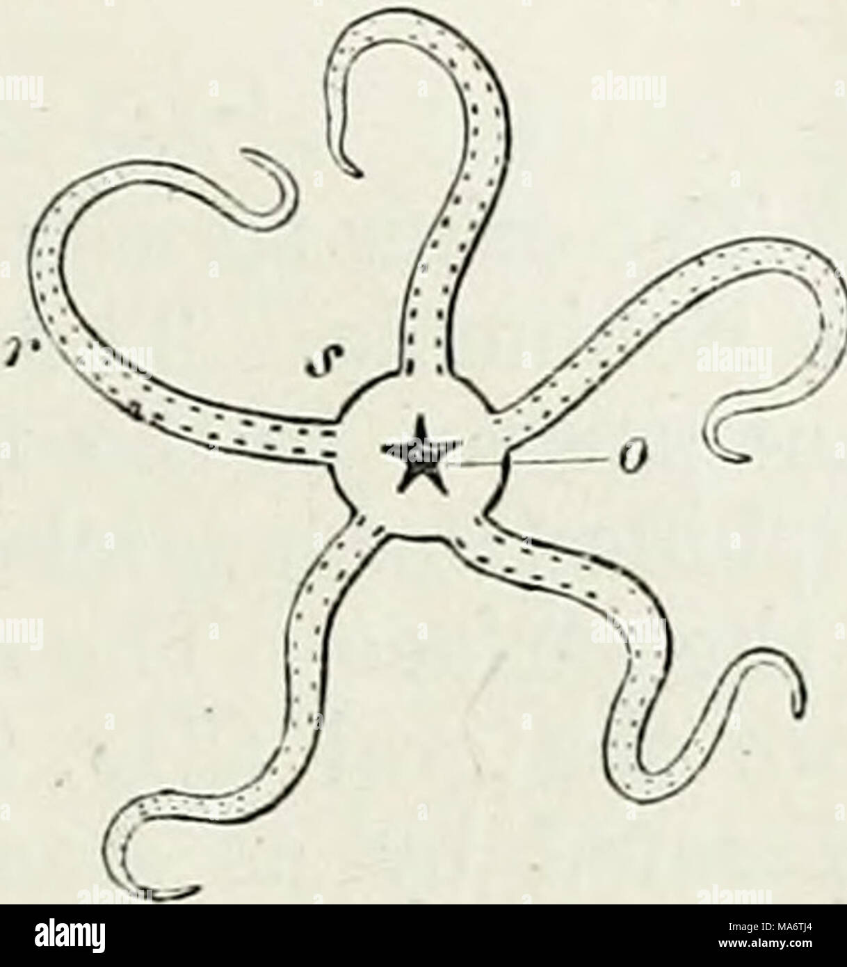 . Elementi di anatomia comparata Foto Stock