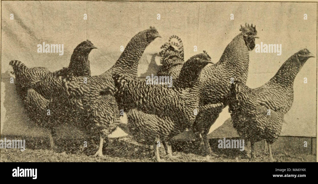 . Principi elementari dell'agricoltura; un libro di testo per le scuole comuni . X Jj;. i "&GT;-i. ijai ifu mi è iiiiMUu iviii K-&GT;. Io li ho)nie&GT; (&GT;t t 11f llork iia orecchia tlieir foto " preso." Le qualità della latteria tipi di bestiame con la carne- formando le qualità delle razze da carne. Il corpo stesso può essere realizzato per eseguire entrambi i tipi di lavoro per lo stesso grado di perfezione. Così nel pollame, potremmo blend, ma non è in grado di unire le uova e carne-la produzione di qualità. Nella selezione di una razza, per prima cosa si dovrebbe decidere in quale classe di polli darà il massimo ritorno alle condizioni,-un Foto Stock