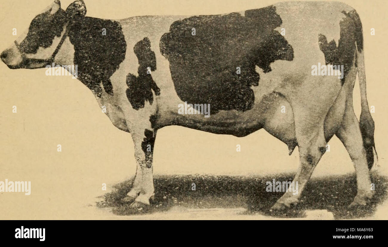 . Principi elementari dell'agricoltura; un libro di testo per le scuole comuni . Fig. 125. Colantha 4th di Johanna. Record di Colantha 4th di Johanna. Giorni 1 7 30 60 365 Tempo 6 Febbraio 1907 Febbraio 6 a 12 gen. 21 febbraio al 20 .... Dic. 27 febbraio al 25 dic. 24, '06 per Dec, '07 latte burro-fat Lbs. Per cento 100,8 Totale 3,96 3,99 651.7 4.37 28.17 2,873.6 3,86 110.83 5,326.7 3,91 208.39 27,432.5 "â¢â ; 998.25 burro stimato 4.65 129.30 32.86 243.12 1,165.00 Foto Stock
