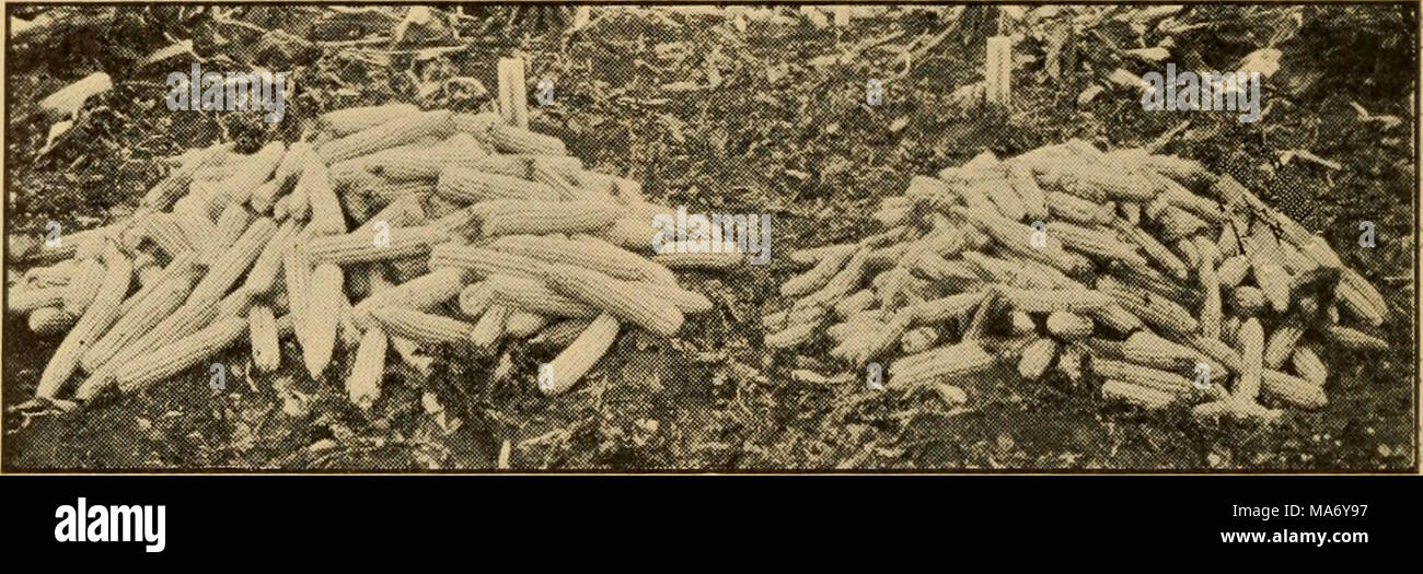 . Principi elementari dell'agricoltura; un libro di testo per le scuole comuni . Fig. 58. Effetto pregiudizievole dell'autoimpollinazione mostrato nella pila a destra. Dal bollettino del dipartimento dell'Agricoltura degli Stati Uniti. effetto di polline di diverse varietà di uve su Herbert uva. Alcune varietà fanno buon pollinizers mentre altri non. Se uno sta piantando Herbert uva, altre varietà dovrebbero essere piantati vicino a fornire il polline. Allo stesso modo, un frutteto di Kieffer pere saranno più fecondo se alberi di altre varietà sono il frutteto. Le api portano il polline in avanti e indietro come andare da Foto Stock