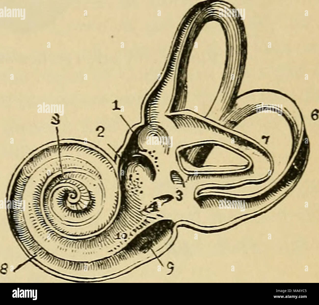 . Fisiologia elementare . Fig. 119.-Vista interna della sinistra labirinto osseo. La parete ossea della labj-rinth viene rimosso e superiormente all'esterno. i, fovea hemi-elliptica ; 2, fovea hemlsphasrica ; 3, apertura comune del superiore e posteriore canali semicircolari ; 4, aprire- ing dell'acquedotto del vestibolo ; 5, il Superiore, 6, quella posteriore, e, 7, l'esterno canali semicircolari; 8, tubo a spirale della coclea ; 9, scala tympani ; 10, scala vestibuli. due giri e tre quarti rovmd un esile pilastro centrale di osso, chiamato modiolus, dal quale un avvolto a spirale lamina Foto Stock