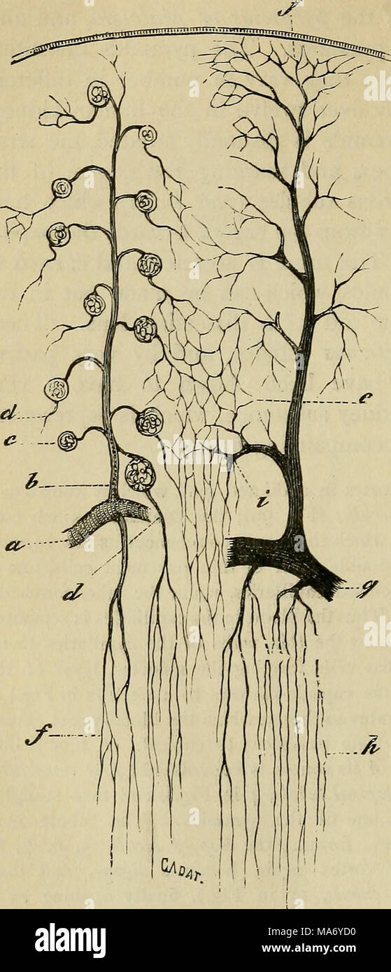 . Fisiologia elementare . Fig. 100.-fornitura vascolare del rene. (Cadiat.) Vista schematica. ", Parte di arcata arteriosa ; b, interlobular  arteria; c, glomerulus ; d, vaso efferente passando per me- dulla come falso arteria recta ; e, capillari di corteccia ; /, capillari del midollo ; g, venosa arch ; h, diritta vene di midollo ; j, vena stellula ; i, interlobular vena. di una papilla come un condotto del tubicino è impostato tutto su una membrana basale e differisce in carattere in porzioni differenti del tubulo. In primo convo- tubulo luted e il tubulo a spirale, le cellule vengono cubica e fibrillare Foto Stock