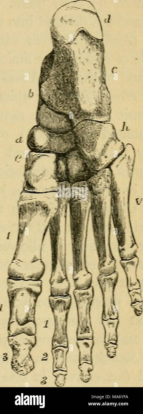 . Fisiologia elementare . U3 Fig. 36.-Le ossa del piede destro: UN, dal di sopra ; B, fiom qui di seguito. (Alien Thomson.) Ho un, navicular bone ; b, astragalo ; c, os calcis ; d, la sua tuberosità ; ^, cuneiforme interno ; f, medio cuneiforme; g, cuneiforme esterno ; h, cuboide osso ; I a V, le ossa metatarsali ; i, 3, primo e ultimo falangi dell'alluce ; i, 2, 3, prima, seconda e terza falangi della seconda punta- tre le ossa che più tardi nella vita si uniscono per formare la hip-osso; e come nel caso dell'osso occipitale alla base del cranio che nei primi anni di vita è costituito da diversi distinti osso Foto Stock