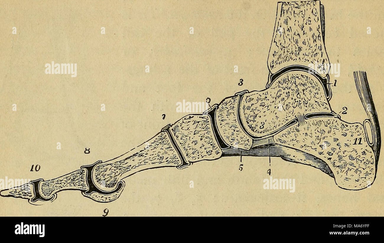 . Fisiologia elementare . Fig. 35.-sezione sagittale della caviglia-giunto e articolazioni del piede destro, un po' all'interno di metà dell'alluce. (Allen Thomson.) 1, cavità sinoviale dell'articolazione della caviglia; 2, posteriore astragalo-calcaneare articolazione; 3, 3', astragalo-calcaneo-navicular articolazione : il legamento interosseous è visto la separazione di 2 da 3'; 4, inferiore calcaneo-navicular legamento; 5, parte della lunga legamento plantare; 6, naviculo-articolazione cuneiforme; 7, primo cuneo-articolazione metatarso ; 8, primo metatarso-falangea articolazione ; . 9, la sezione di inne Foto Stock