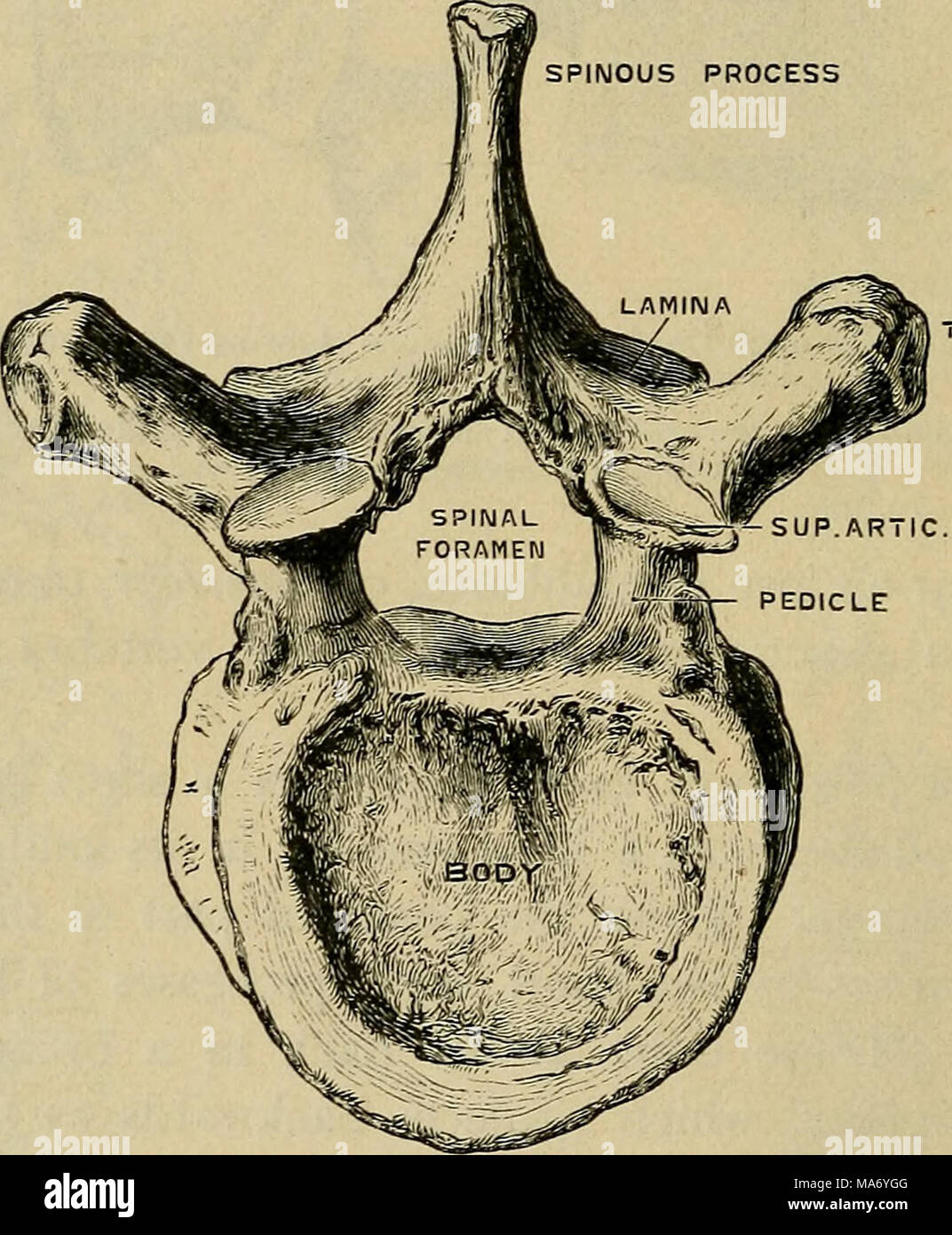 . Fisiologia elementare . Processo RANSVERSE ^SUP AR7IC.processo peduncolo Fig. 8.-decima vertebra dorsale, dall'alto. (Disegnata da D. Gunn.) nel caso di tali vertebre per cui le nervature sono allegate (dorsale vertebrse), ciascuno di questi processi trasversali porta una piccola faccetta articolare, per cui un simile aspetto sul corrispondente nervatura è applicato. Sui corpi di questi stessi vertebrse dorsale al di sopra e al di sotto di ogni lato vi è una metà sfaccettatura, che in ogni caso si congiunge con il suo prossimo nella vertebra più vicina per fare tutta una sfaccettatura, per l'articolazione con la testa della costola. In modo tale che ciascuna nervatura ha due punti di interesse Foto Stock