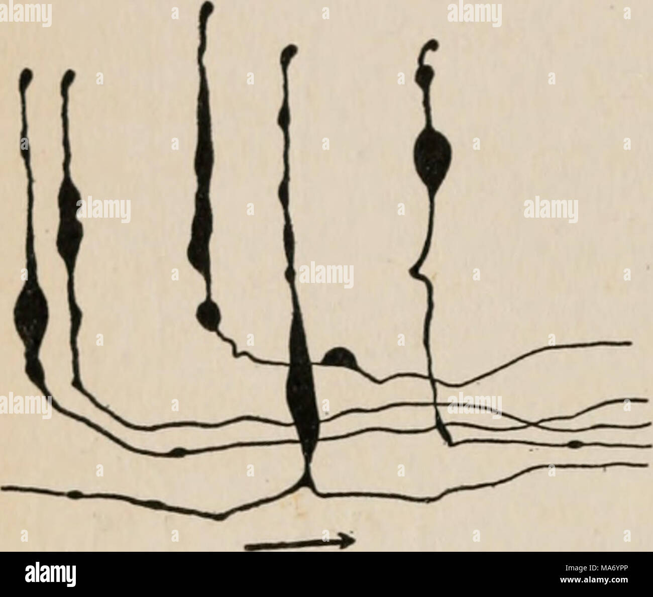 . La elementare sistema nervoso . ture, per esso scompare in applicazione di un farmaco che elimina attività nervosa (Parker, 1917 b). Quando la struttura nervosa del tentacolo di un ac- tinian è esaminato con la vista della ricerca di alcune condizioni su cui questa forma di polarità può essere basato, una più semplice relazione è discov- erable. Come Groselj (1909) ha sottolineato il nervo fibrille che derivano dal senso di cellule in tentacoli di actinians si estendono come una regola in una direzione corret- sponding con la lunghezza del tentacolo. In Bu- nodi molte di queste cellule sono bipolari e che f,-, • -. , -, -.• Foto Stock