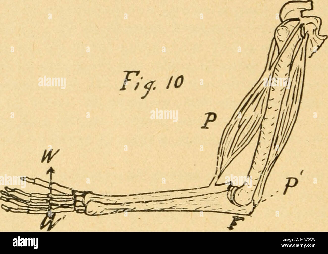 . Lezioni elementari in fisica dell' agricoltura . è possibile per i tricipiti muscolo per esercitare una forza su una molla-equilibrio superiore a venti-quattro libbre e quindi, poiché P. xP. A. = W. X A., abbiamo P. x 1 = '24 x 20, e P. =^480; il che dimostra che i tricipiti muscolo può esercitare una tensione di quattro cento ottanta libbre. È questo potente muscolo che agisce sul martello che consente i chiodi per essere così facilmente azionato. Foto Stock