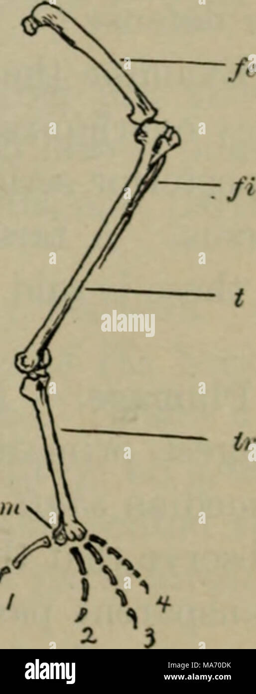 . Lezioni elementari in zoölogy : una guida per studiare la vita degli animali e la struttura in campo e di laboratorio . '^TvN sinistra Leo di Sparrow (dal lato interno, slitjhtly ridotto): /e del femore; //, il perone; (, tibia; trs, Tarso o tarsometatarsus; /u, un incompleto metatarsiale extra a base di hind toe; 1, 2. '^, 4, le dita dei piedi. Exoskeletal modifiche. - In questo esterne examina- zione dell'uccello, tre moditications di esoscheletro sarà stato notato. Foto Stock