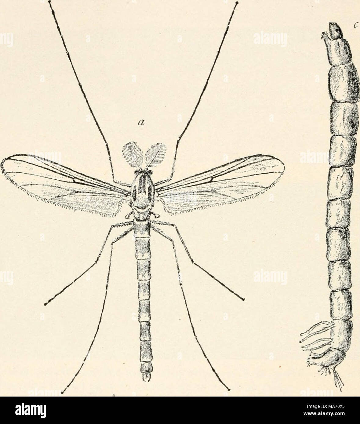 . Entomologia elementare . FIG. 353. Un midge (Chironomus sp.)- (fortemente ingrandita) &LT;7, maschio adulto ; b, pupa ; c, larva. (Dopo aver sentito) numero e la "ck la bilancia. La maggior parte delle larve sono acquatiche, essendo molto lunga, vermi filiformi che vivono nel fango e decadendo vegetazione sul fondo delle piscine e ruscelli, dove si nutrono di materia vegetale. Molti sono di un colore rosso intenso e sono stati chiamati sangue-worm. Il minuto punkies, o ' no-vedere-ums," sono tra i peggiori nemici del cacciatore e pescatore, e uno deve avere una pelle spessa per resistere loro attentati sanguinari. Foto Stock