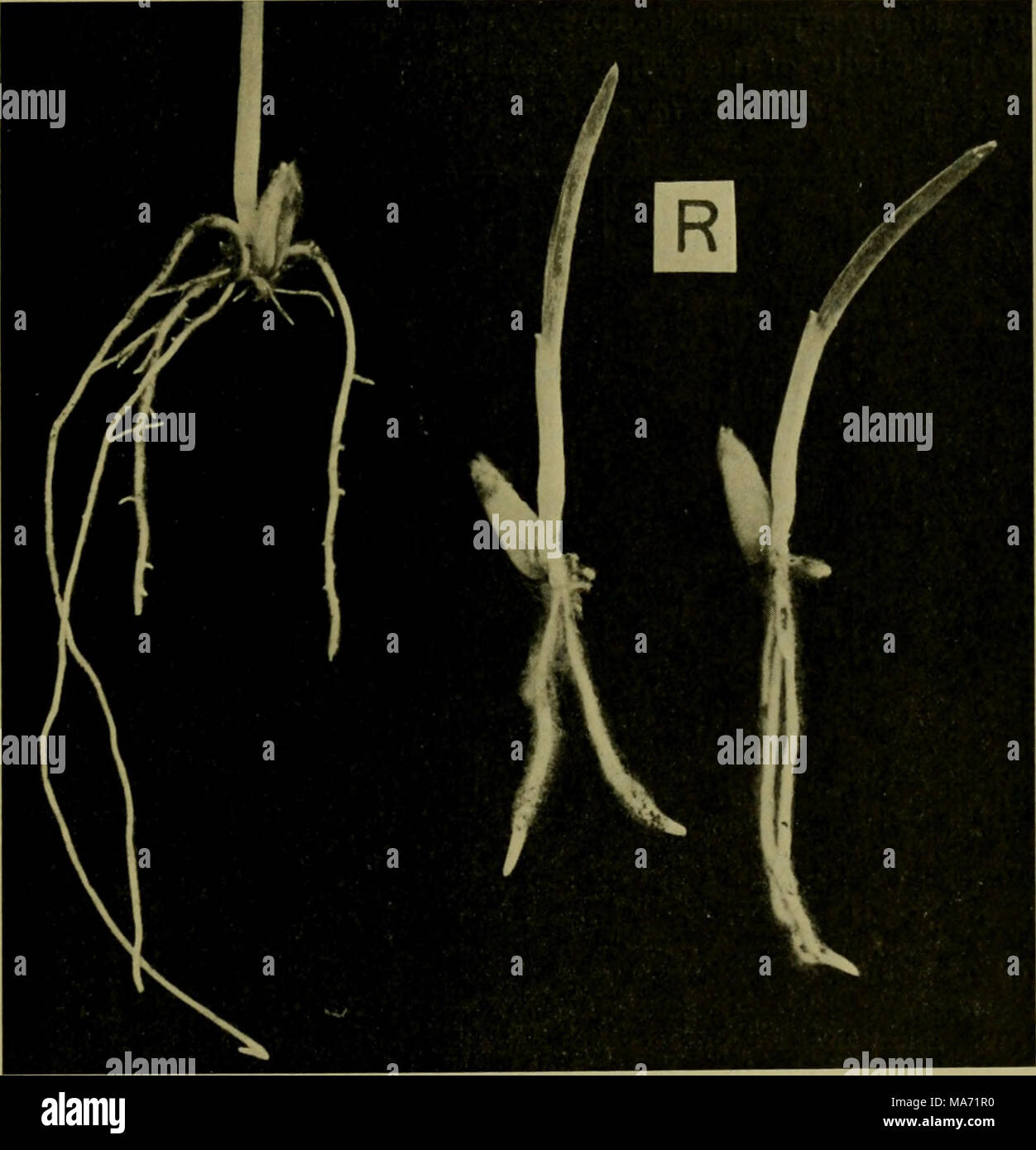 . Effetti dei raggi del radium su piante . Fig. 9. Esperimento 25. Radici e Root-Hairs di piantine dalla cultura esposta {J^j, e dalla non esposta. Leggermente allargata. Cfr figura S. 24 ore ai raggi della stessa intensità crescita ritardata e compromessa la vigoria generale delle piante. Un primo esperimento è stato provato con i semi di lino, ma un'esposizione di 48 ore. (1.500.000 x) è stata seguita da alcun effetto apprezzabile sulla germinazione dei semi. Un iniziale ritardo della crescita di senape bianca dopo il Foto Stock