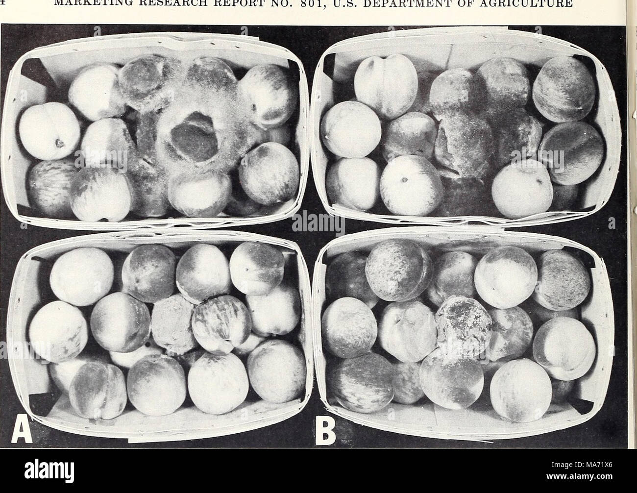 . Effetti delle atmosfere di ozono sul deterioramento di frutta e verdura dopo il raccolto . BN-29472 Figura 1.-l'influenza dell'ozono sullo sviluppo di nidi di Rhizopus stolonifer (riga superiore) e Monilinia fructi- cola (riga inferiore) in pesche: UN, pesche tenuto in aria per 7 giorni a 60° F. Mostra le abbondanti miceli dei R. stolonifer diffondendo le pesche e mostrando la polvere di masse di spore di M. fructicola; B, pesche tenute sotto le stesse condizioni ma con 0,5 p.p.m. di ozono, aggiunto che mostra antenna ridotta miceli dei R. stolonifer e l'ozono-indotta superficie spugnosa la crescita di M. fructicol Foto Stock