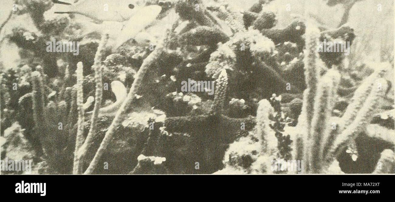 . Effetti della spiaggia di nutrimento e di assunzione di prestiti su organismi marini . La figura 6. Fauna del reef vicino al bordo esterno della seconda barriera corallina off Golden Beach, Florida (Courtenay, Hartig e Loisel, 1980). richiesto per determinare la linea di base condizioni prima di spiaggia nutrimento e il tempo richiesto per le popolazioni di animali per stabilizzare in seguito il nutrimento. 3. Il campionamento controllo e garanzia di qualità. La precisione e l'adeguatezza dei dati raccolti e la validità dell'analisi dei dati dipenderà dal progetto di studio. Il campionamento di seguito guid- ance è suggerito di aiuto nella progettazione di uno studio per valutare correttamente le AMB. Foto Stock