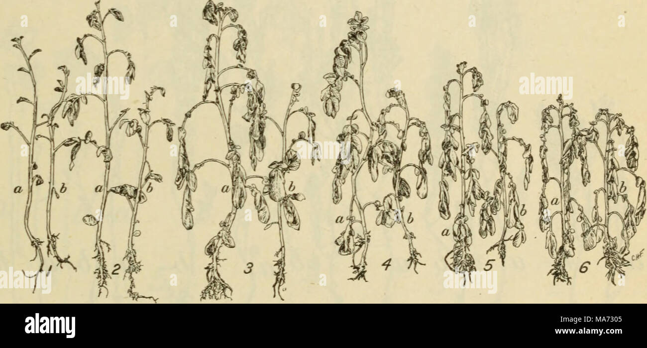. Gli effetti di ombreggiatura artificiale su la crescita delle piante in Louisiana . Fig. 8.-dimensioni relative delle piante di patata trenta giorni dopo l'inizio della crescita. I numeri corrispondono a quelli di tutte le sfumature e le lettere indicano i due letti nell'esperimento. (Tracciata dalla fotografia.) la dimensione relativa delle piante dopo trenta giorni (fig. 8) e 50 giorni (fig. 9) mostra la crescite aumentato in luce n/2 a n/7; anche la crescita limitata in n/15 e n/93 luce. Come lungo come il cibo alimentazione del tubero era adeguata alle esigenze delle piante che crescono bene sotto le sfumature più profonde come nella più intensa luce; Foto Stock