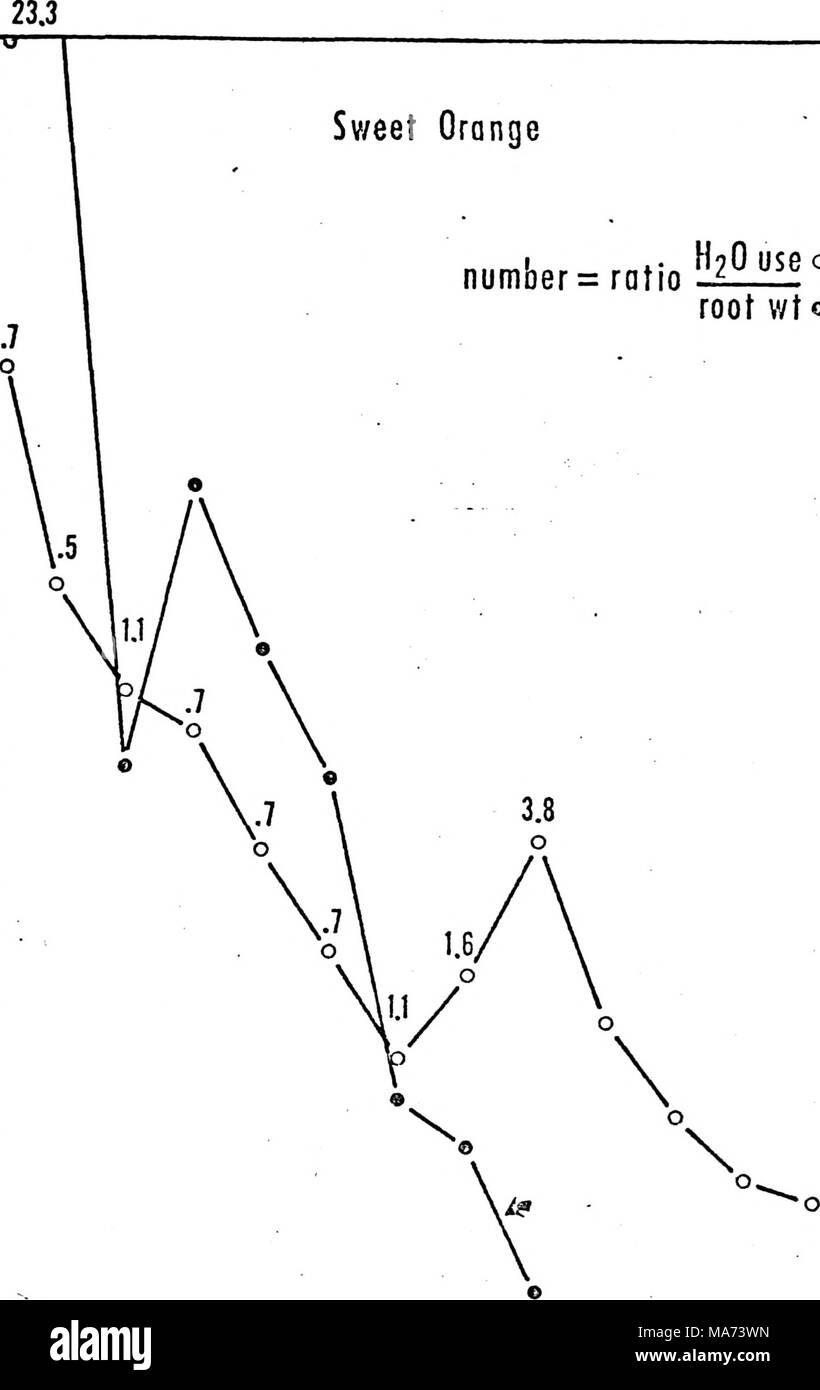 . Effetto di profondità di radicamento di agrumi sulla struttura di radice e di assorbimento di acqua. .  18 o -16 - -14 â¢12 o cc o O â 10 o I- LjU -J a. lu Q 1-6 0  I â 4 â 2 0 1 6 9 12 15 18 21 24 27 30 S 3g" 1 profondità  era x ic' Foto Stock . Effetto di profondità di radicamento di agrumi sulla struttura di radice e di assorbimento di acqua. .  18 o -16 - -14 â¢12 o cc o O â 10 o I- LjU -J a. lu Q 1-6 0  I â 4 â 2 0 1 6 9 12 15 18 21 24 27 30 S 3g" 1 profondità  era x ic' Foto Stock