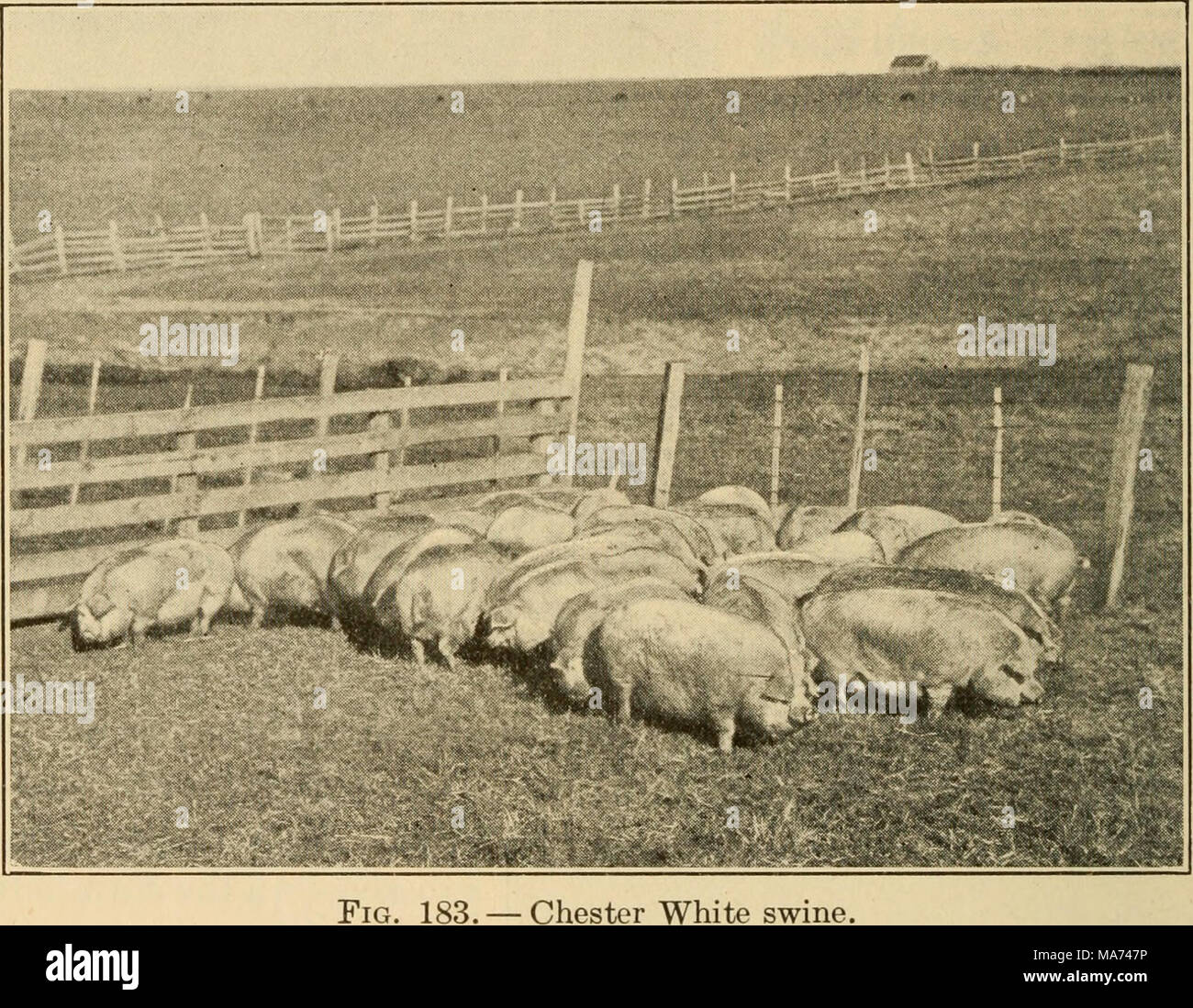 . Agricoltura efficace; un libro di testo per le scuole americane . 183. - Chester White suina. testa da un breve, ferma il fuso a snodo . . In piedi leggermente alla base entro due terzi della punta, dove una dolce pausa, o caduta, dovrebbe verificarsi. ..." Chester bianco. - Come il nome indica il Chester bianco (Fig. 183) è una razza bianca. Ci sono tre diversi ceppi, noto come l'originale Chester bianco, Todds" migliorata Chester bianco e Ohio migliorata Chester bianco. Il Chester originali bianchi sono nativi di Chester County, Pennsylvania, Foto Stock