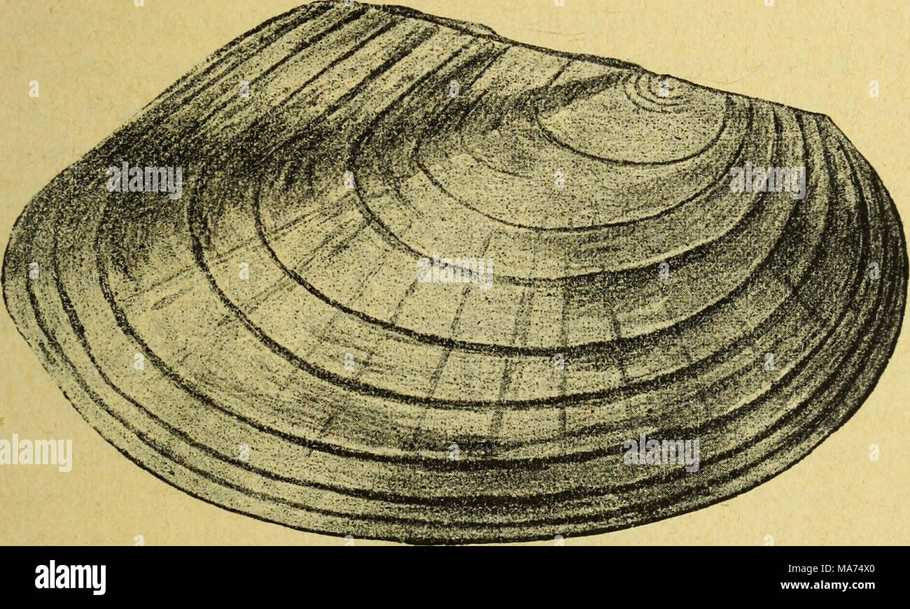 . Eesti Looduseuurijate Seltsi aastaraamat . Diese hübsche Muschel ist in ihrer typischen forma hier bei weitem seltener ais A. cellensis. Beschreibung: mittelgross, zu- sammengedrückt, sehr dünnschalig. Epidermide glänzend, grasgrün hellgrün bis bis gelbgrün (die gesättigtere Farbe meist am Hinter- teil), von graulichen und rostgelben Bändern unterbrochen und mit feinen, abwechselnd grau und grünen Radiärstrahlen versehen, urn die Wirbel lebhaft rostgelb, der Schild meist graulich gefärbt. Jah- res dunkelgrau ringe, schwarzbraun oder schwarz, glänzend, ent- fernt voneinander stehend, Stark erha Foto Stock