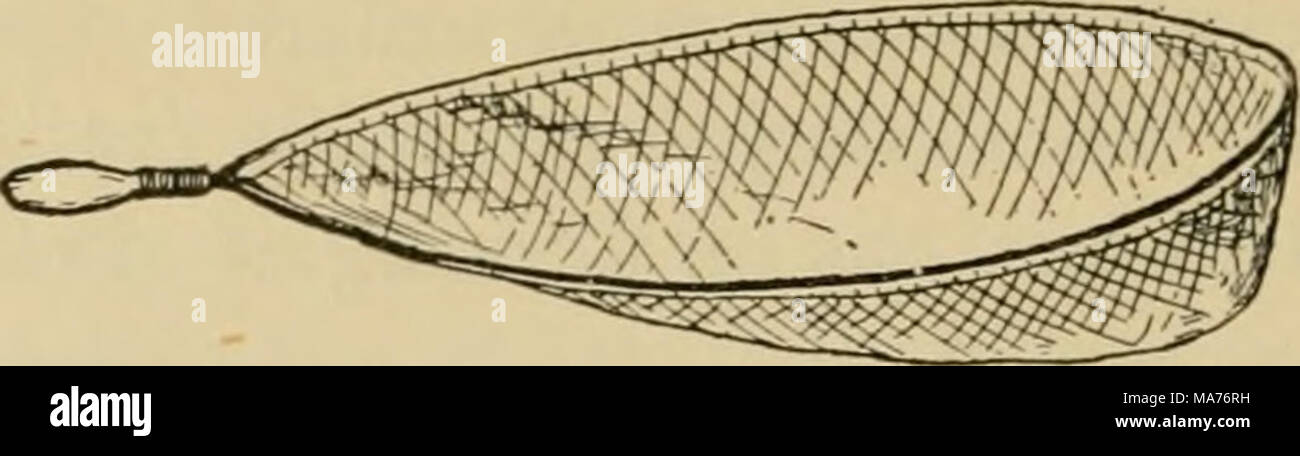 . Entomologia elementare . Sag net, gancio e spazzola per col- riflettenti in rapids (Dopo Needham) Fig. 470. Un setaccio acquatici net (Fig. 471). Questa rete è destinata a essere utilizzata in acqua stagnante o su fondi sabbiosi dove c'è ma httle vegetazione. Il telaio è costituito da un acciaio Hght asta, i lati di stagno pesante o ferro zincato, e un fondo di ottone sottile o zincato Foto Stock